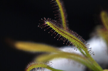 Predatory plant Rosyanka