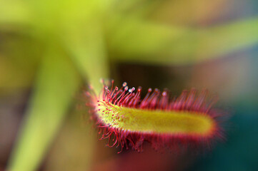 Predatory plant Rosyanka