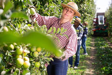 Portraite of positive woman harvests ripe apples in his orchard