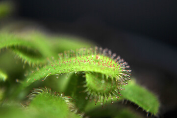 Fototapeta premium Predatory plant Rosyanka