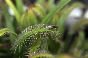 Predatory plant Rosyanka