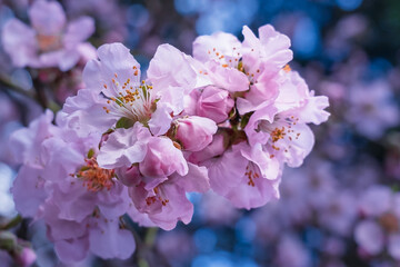 Delicate pink almond flowers with yellow stamens close-up in early spring in a subtropical climate with a blurred background