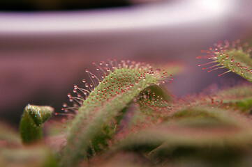 Predatory plant Rosyanka