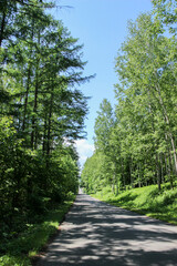 新緑の林と一本道
