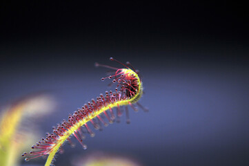 Predatory plant Rosyanka