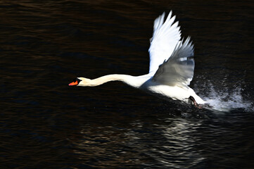 コブハクチョウ、飛び立つ
