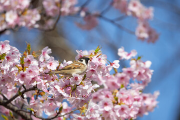 大寒桜とスズメ