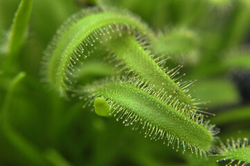 Predatory plant Rosyanka