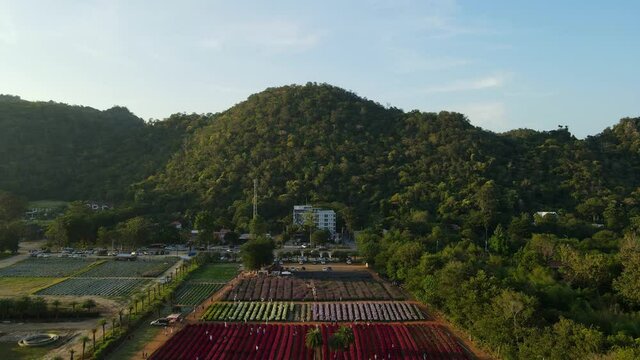 Descending aerial footage of the Hokkaido Flower Park in Khao Yai from a high altitude in a distance, Pak Chong, Thailand.