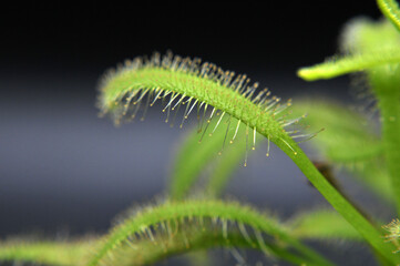 Predatory plant Rosyanka