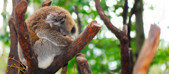 Young Australian Koala sleeping in the branches of a Eucalyptus gum tree. Sized to fit popular social media and web banner placeholder.