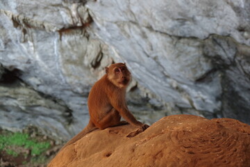 ミャンマー　パアン　ヤテピャン洞窟寺院の猿