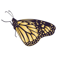 Fototapeta na wymiar Beautiful gold butterfly isolated vector illustration. Golden moth profile. Graceful spring and summer insect