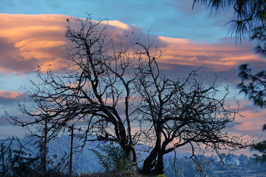 black designing tree with golden blue sky .