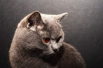 Sleepy tom cat yawn with extracted whiskers