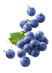 Flying bunch of grapes isolated on white background. Blue berries falling.