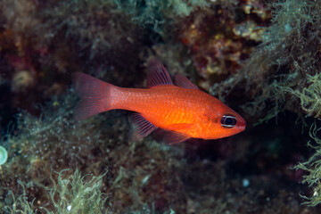 Mediterranean Cardinalfish Apogon imberbis