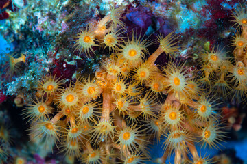 Yellow Clustered Anemone Parazoanthus axinellae