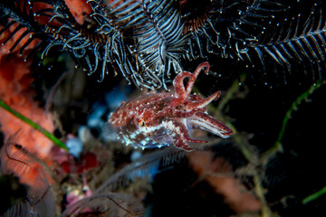 Needle Cuttlefish Sepia aculeata