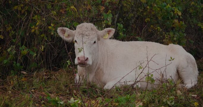 Chilling Cow Laying Down By a Bush in Autumn and Moving Her Ear - Handheld Wide Shot