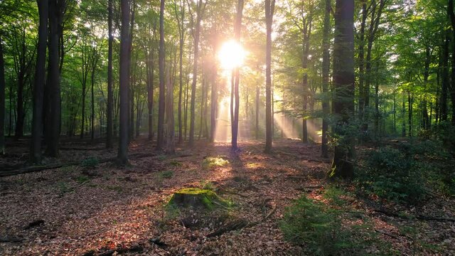 mystical light vision of god, walking through the tree forest reaching the heavenly white universal portal