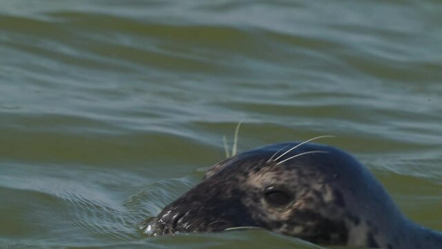 A close-up shot of a sea seal swimming near Texel Island, Netherlands