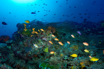 Fototapeta na wymiar Abandoned ghost net Philippines Coral Reefs