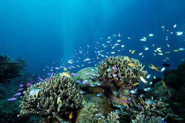 Tropical Coral Reef Philippines Underwater Landscape