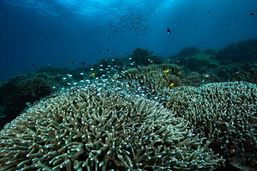 Naklejka na ściany i meble Tropical Coral Reef Philippines Underwater Landscape