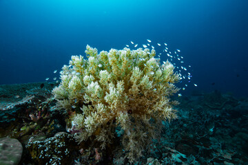 Branching soft coral genus litophyton