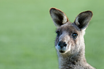 Kangaroo, Australia, Macropod