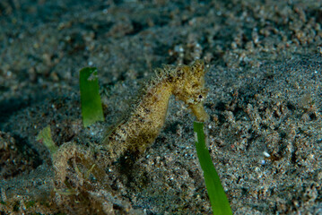 Unidentified Seahorse Philippines