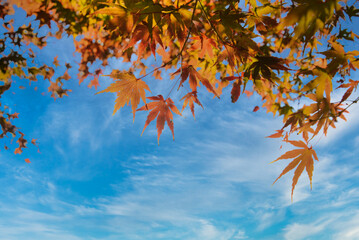 秋の日差しを浴びて輝く、美しく紅葉したもみじの枝先