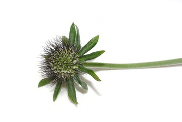 Flowered seed ball of scabiosa pincushion flower plant on white background