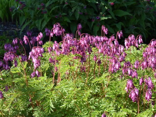 Western bleeding heart Dicentra formosa pink heartshaped flowers