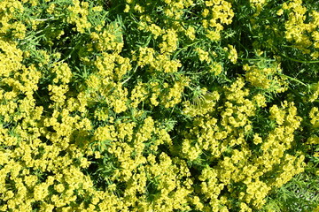 Euphorbia cyparissias the cypress spurge with green flowers