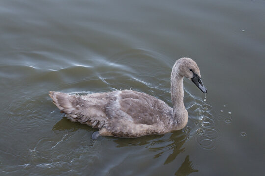 A swan duckling swimming in a lake.