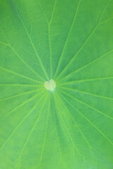 Amazing Heart Pattern of a Vibrant Green Lily Pad Surface