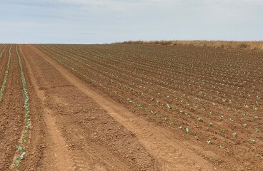 Medulin Kap Marlera Istrien Kroatien