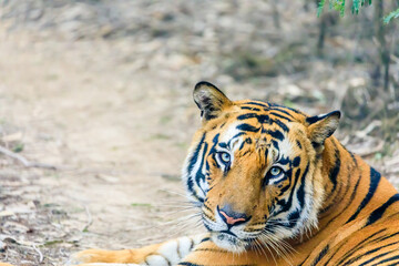 tiger posing for you