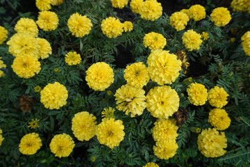 Photograph of colorful  marigold  flowers in the front yard