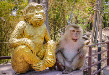 female monkey with a funny Grimes face sits near a golden statue of macaque