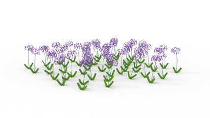 african lily flower with shadow 3d render