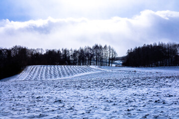 雪原と林