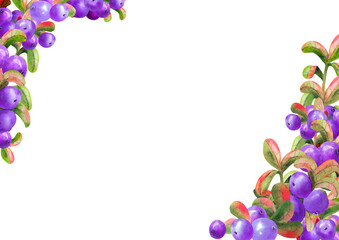 Fototapeta na wymiar Horizontal frame with ripe irgi berries on a white background. Graphic element. Watercolor illustration