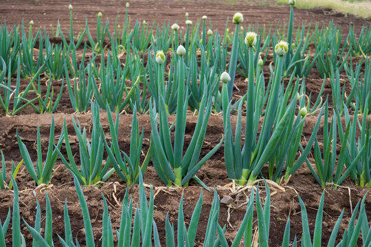 葱坊主 Images Browse 243 Stock Photos Vectors And Video Adobe Stock