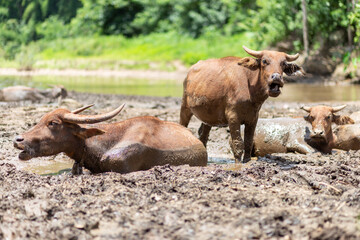 A buffalo lives peacefully in a mud pool by a river in the forest. The concept of simple happiness in the midst of nature.