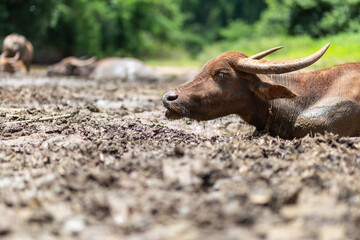 Fototapeta premium headshot buffalo that is peacefully lying in the muddy pond by the river in the forest. The concept of simple happiness in the midst of nature.