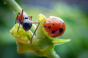 closeup selective focus Ladybugs and black ants cling to the tops of young leaves in the grass looking for food. Live together, although different species, but can live together. 