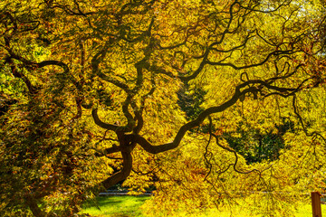 yellow tree in the park